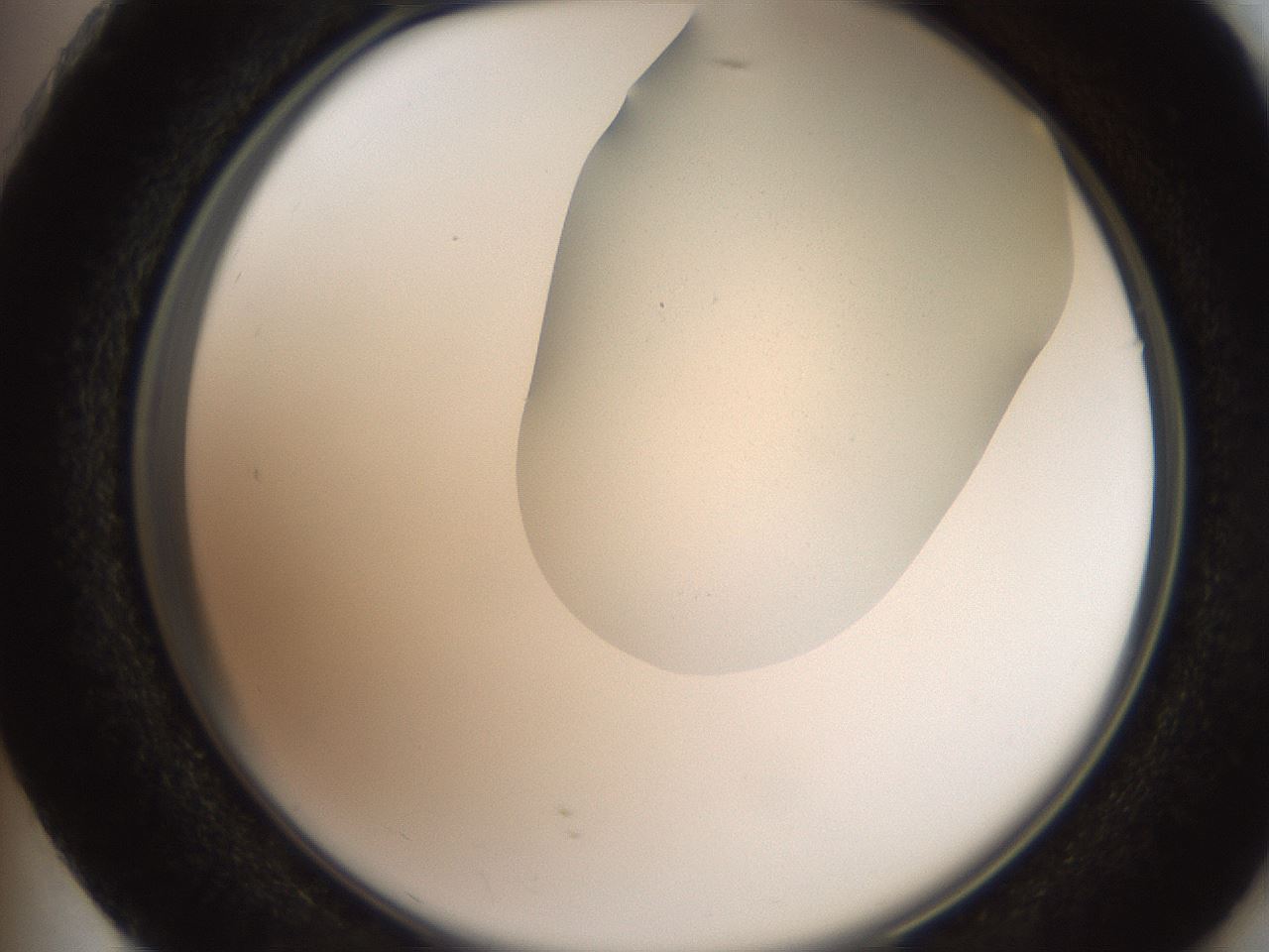folderID206_plateID2206_batchID9998_wellNum73_profileID1_d2_r149896_ef.jpg