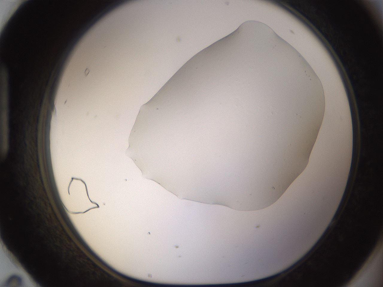 folderID461_plateID1461_batchID5591_wellNum95_profileID1_d1_r92635_ef.jpg