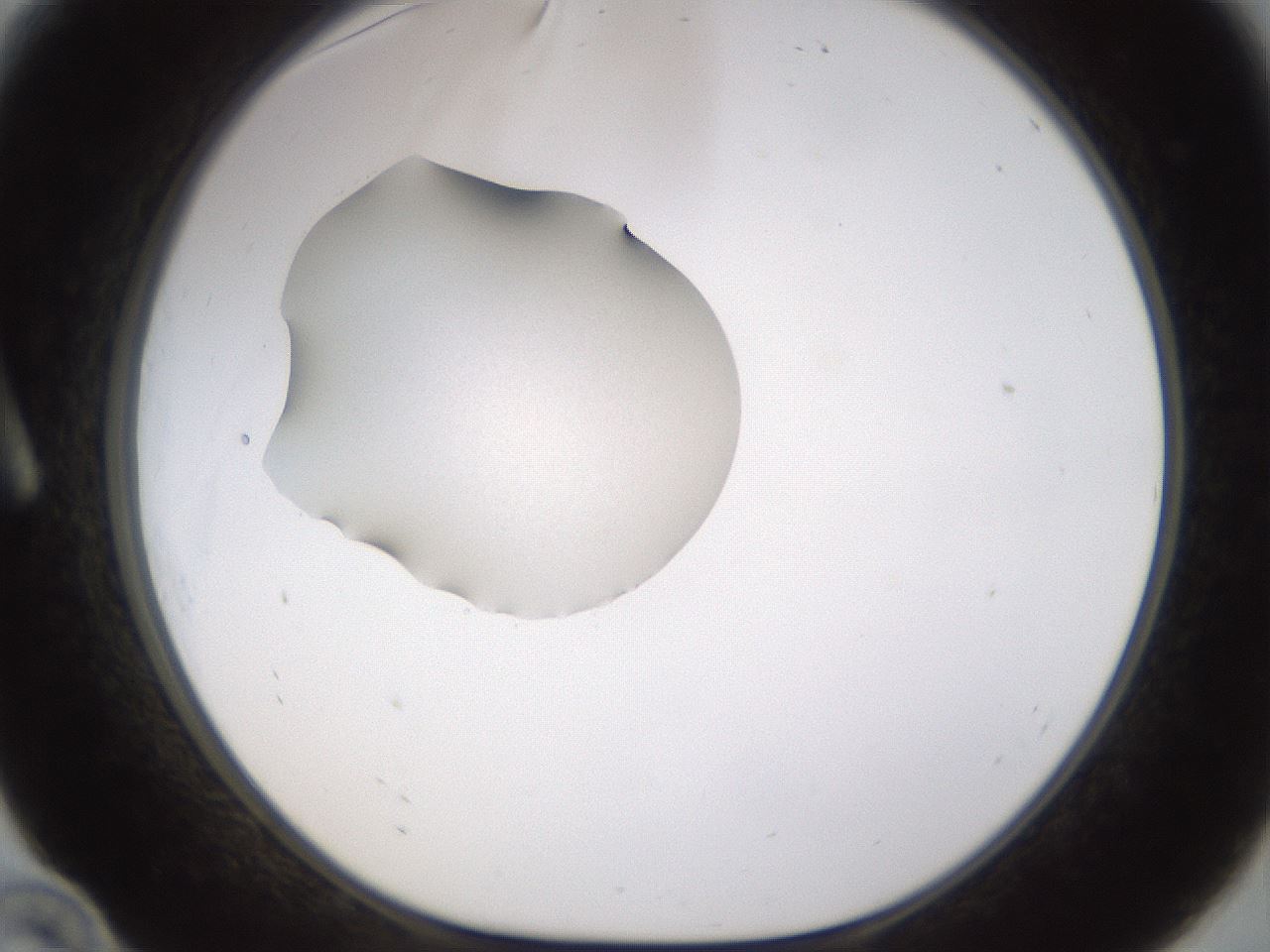 folderID462_plateID1462_batchID5592_wellNum10_profileID1_d1_r92646_ef.jpg