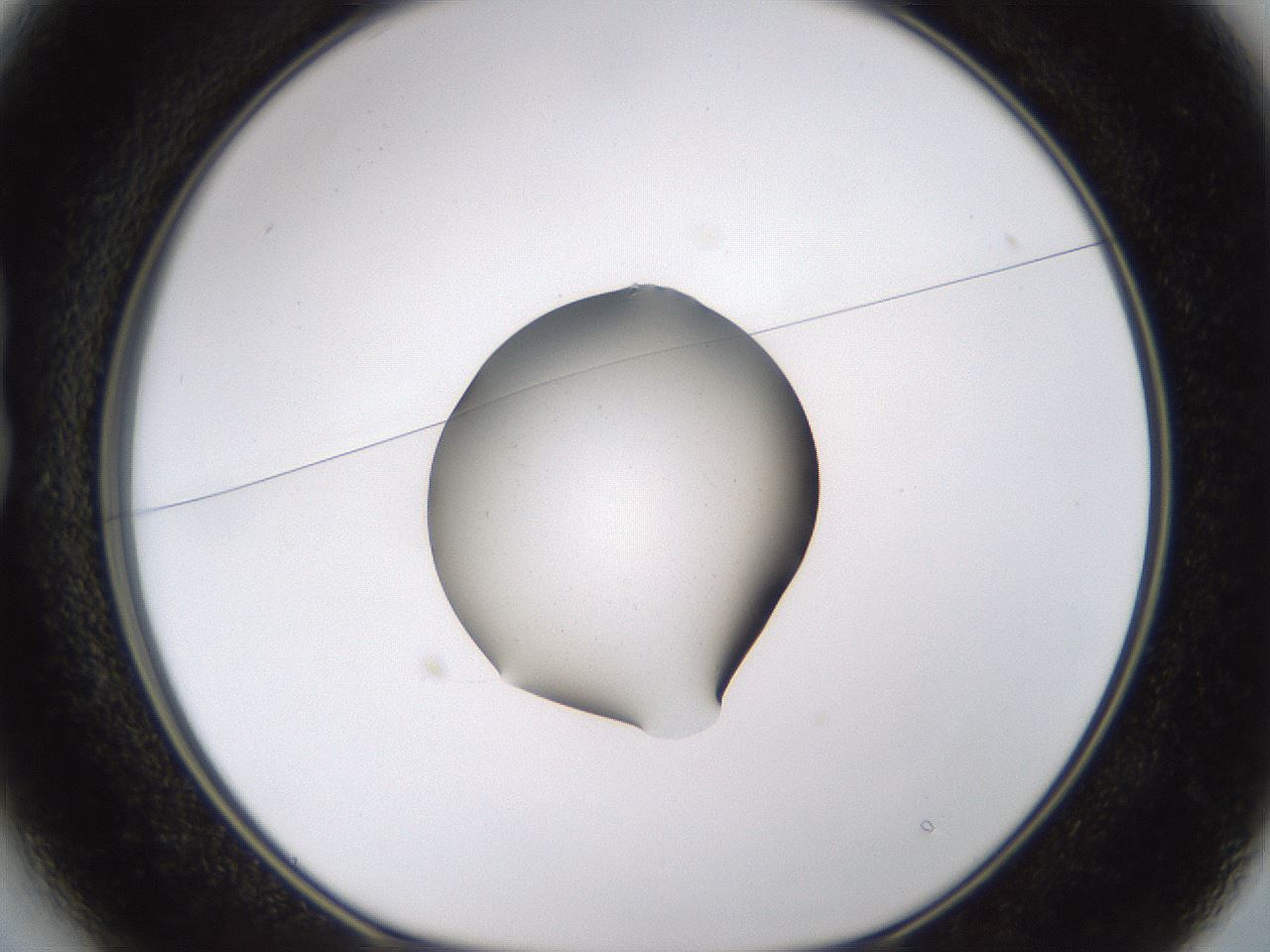 folderID462_plateID1462_batchID5592_wellNum13_profileID1_d1_r92649_ef.jpg
