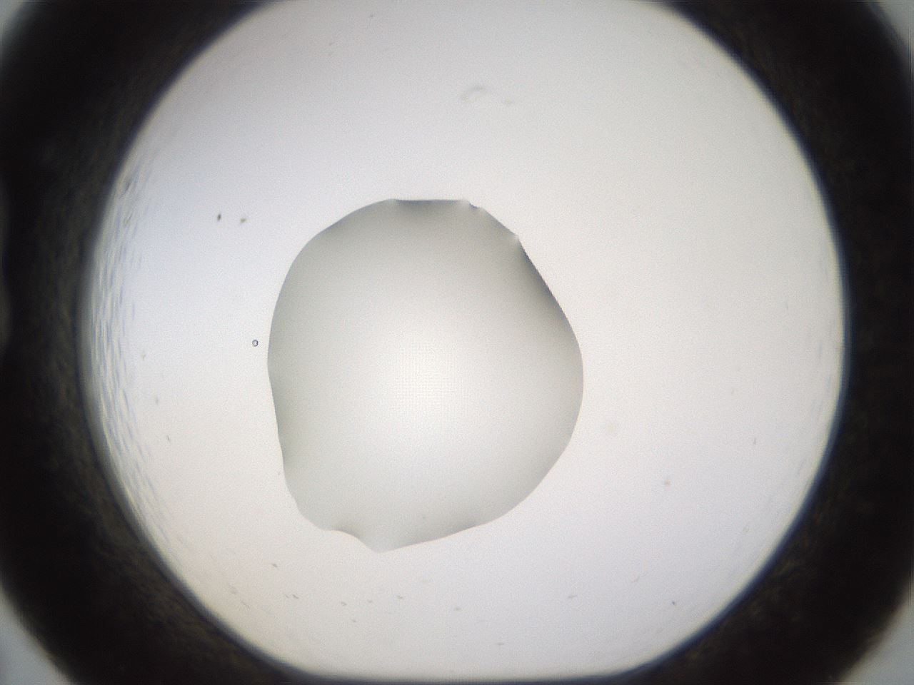 folderID462_plateID1462_batchID5592_wellNum19_profileID1_d1_r92655_ef.jpg
