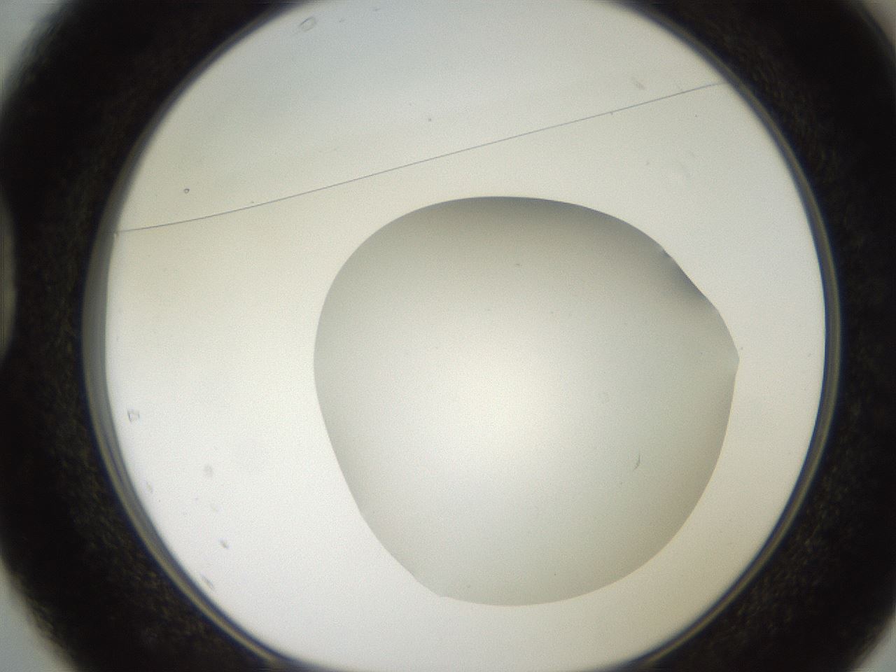folderID206_plateID2206_batchID9998_wellNum37_profileID1_d1_r149823_ef.jpg