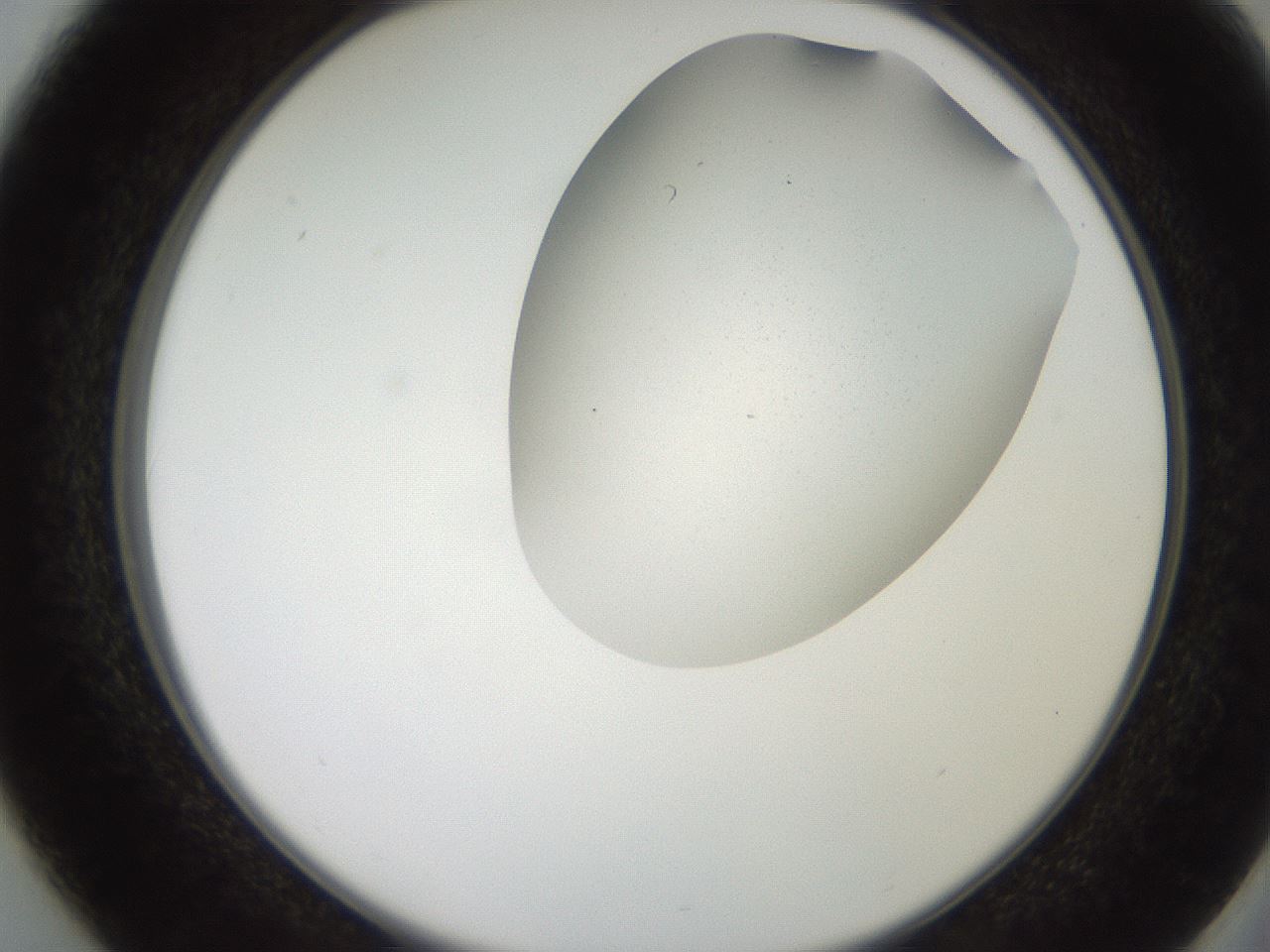 folderID206_plateID2206_batchID9998_wellNum37_profileID1_d2_r149824_ef.jpg