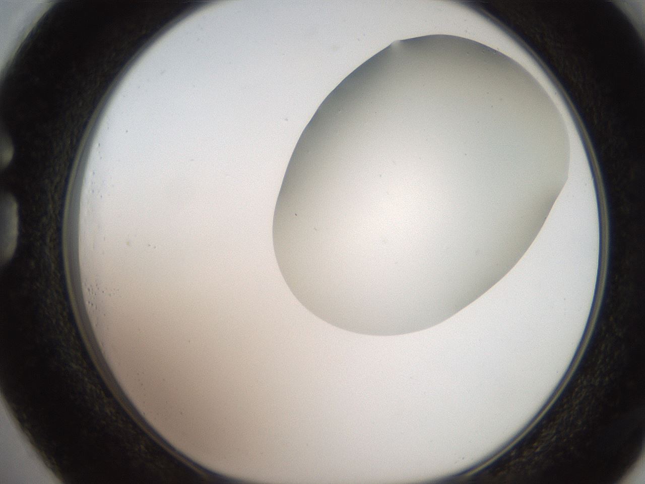 folderID206_plateID2206_batchID9998_wellNum73_profileID1_d1_r149895_ef.jpg