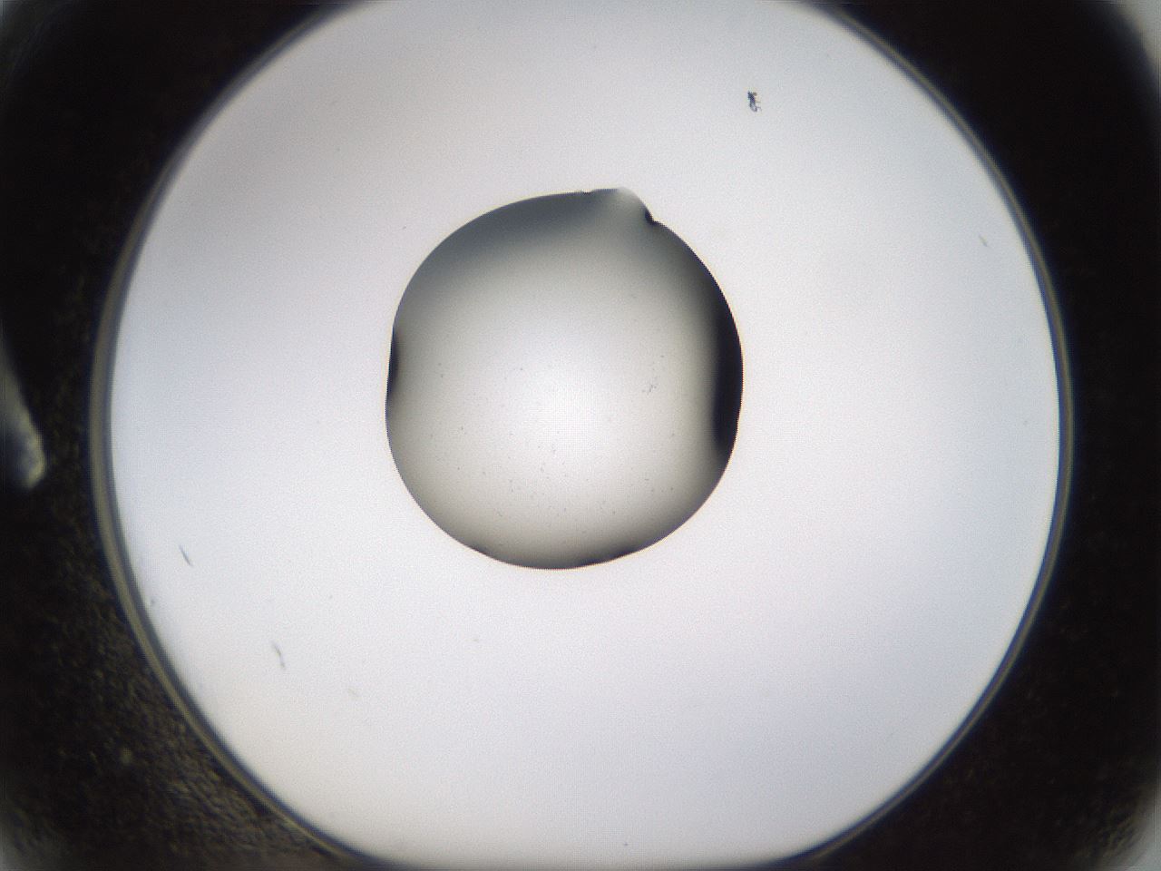 folderID462_plateID1462_batchID5592_wellNum2_profileID1_d1_r92638_ef.jpg