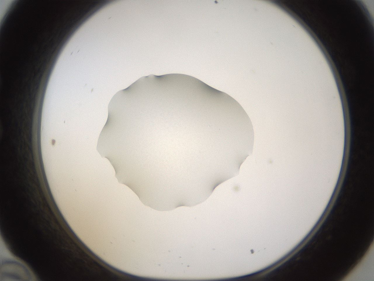 folderID462_plateID1462_batchID5592_wellNum34_profileID1_d1_r92670_ef.jpg