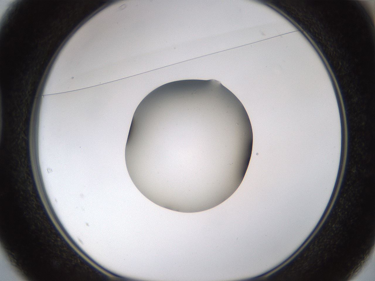 folderID462_plateID1462_batchID5592_wellNum37_profileID1_d1_r92673_ef.jpg