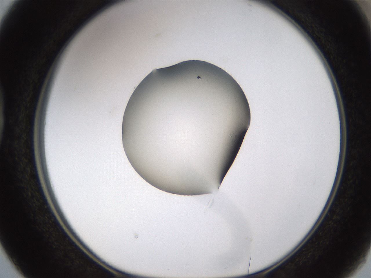 folderID462_plateID1462_batchID5592_wellNum38_profileID1_d1_r92674_ef.jpg