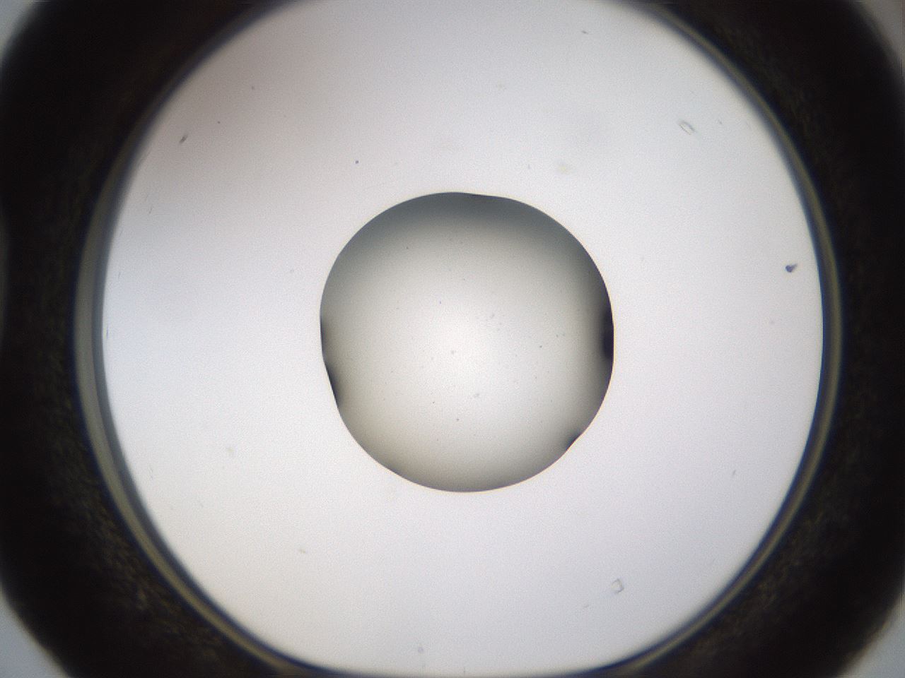 folderID462_plateID1462_batchID5592_wellNum40_profileID1_d1_r92676_ef.jpg