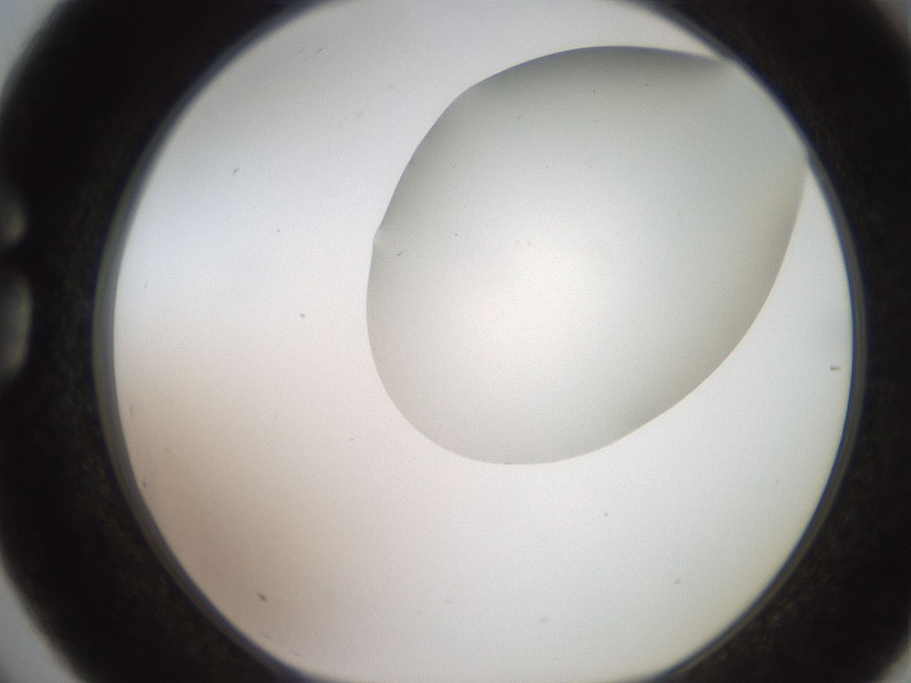 folderID206_plateID2206_batchID9998_wellNum75_profileID1_d1_r149899_ef.jpg