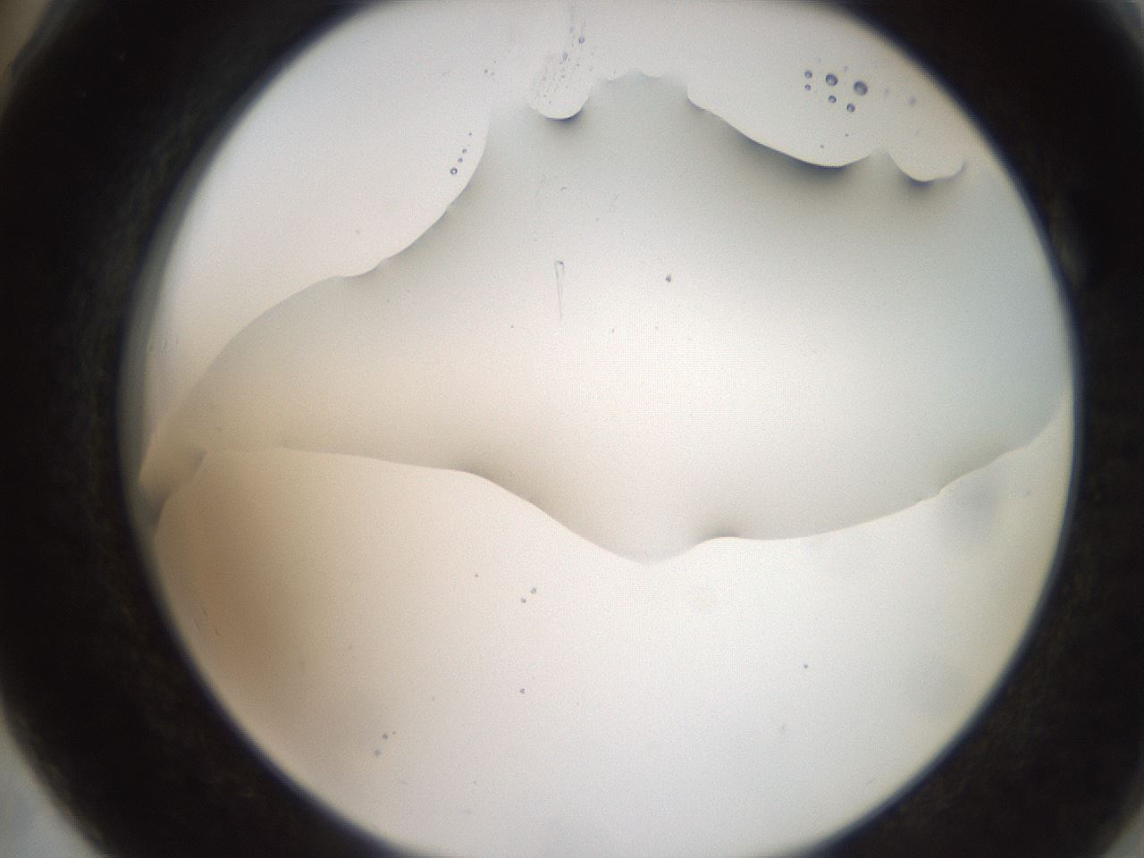 folderID206_plateID2206_batchID9998_wellNum78_profileID1_d2_r149906_ef.jpg