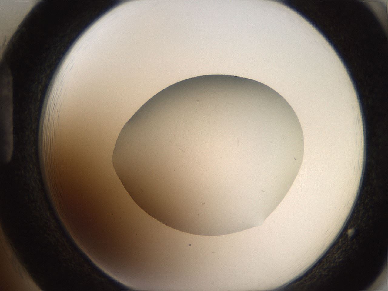 folderID206_plateID2206_batchID9998_wellNum85_profileID1_d1_r149919_ef.jpg