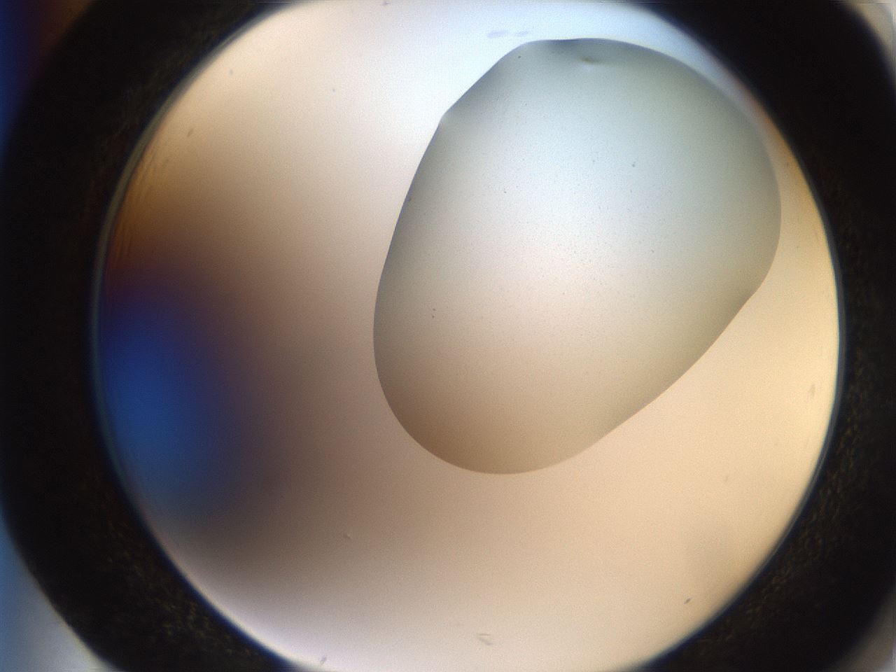 folderID206_plateID2206_batchID9998_wellNum85_profileID1_d2_r149920_ef.jpg