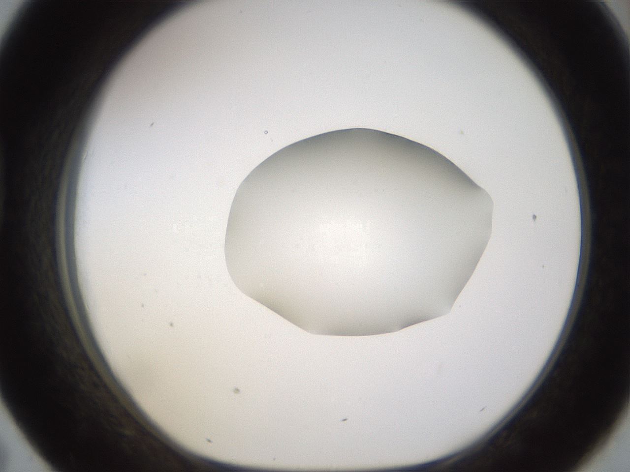 folderID462_plateID1462_batchID5592_wellNum43_profileID1_d1_r92679_ef.jpg