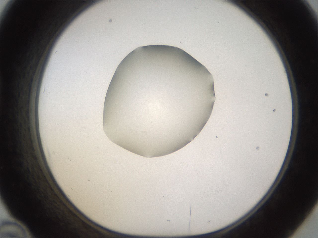folderID462_plateID1462_batchID5592_wellNum46_profileID1_d1_r92682_ef.jpg