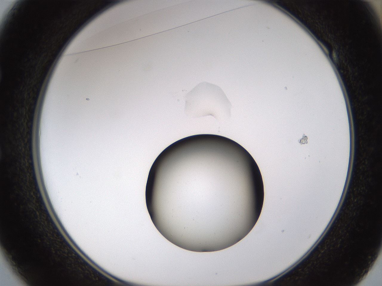 folderID462_plateID1462_batchID5592_wellNum49_profileID1_d1_r92685_ef.jpg