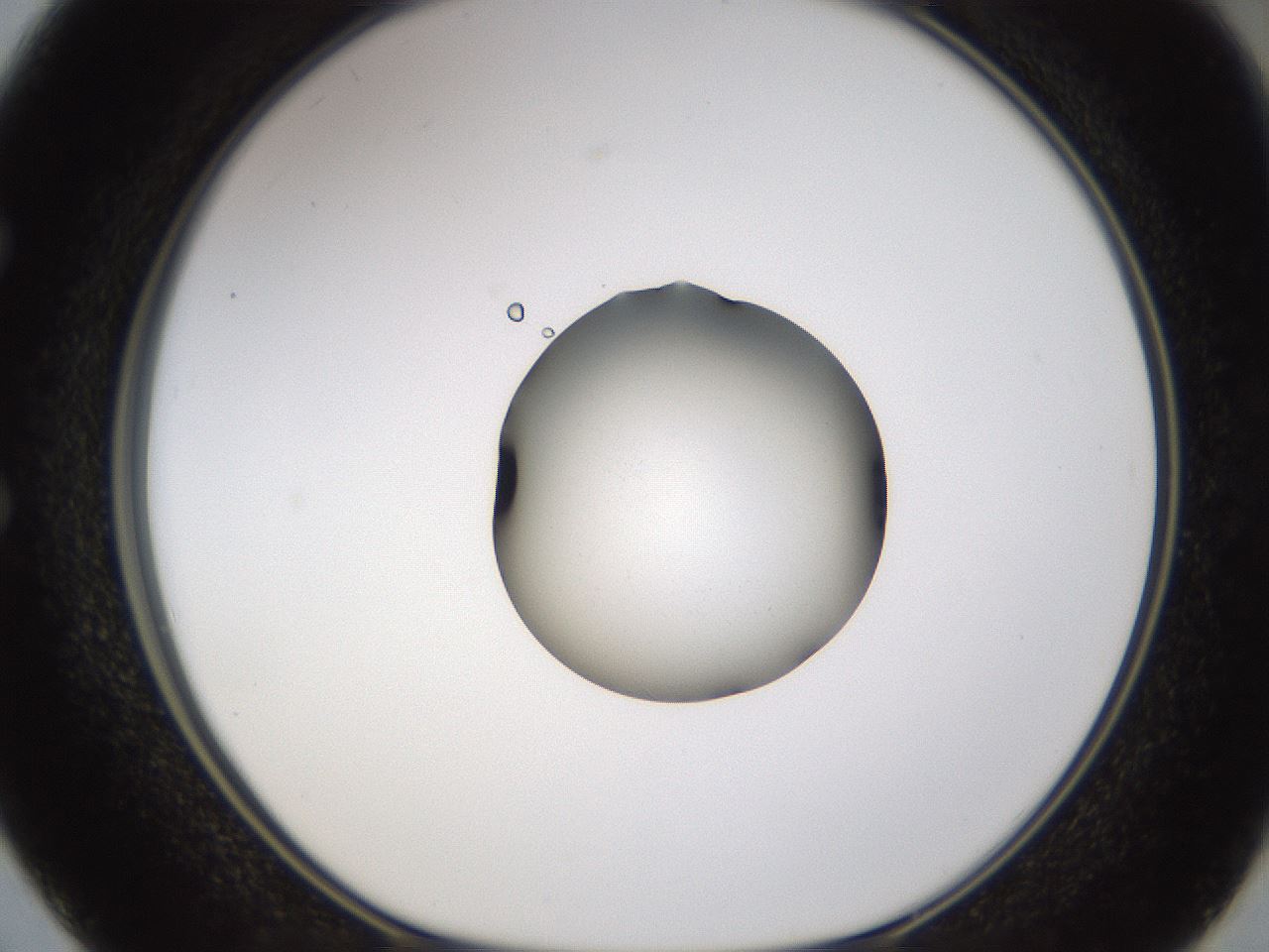 folderID462_plateID1462_batchID5592_wellNum50_profileID1_d1_r92686_ef.jpg