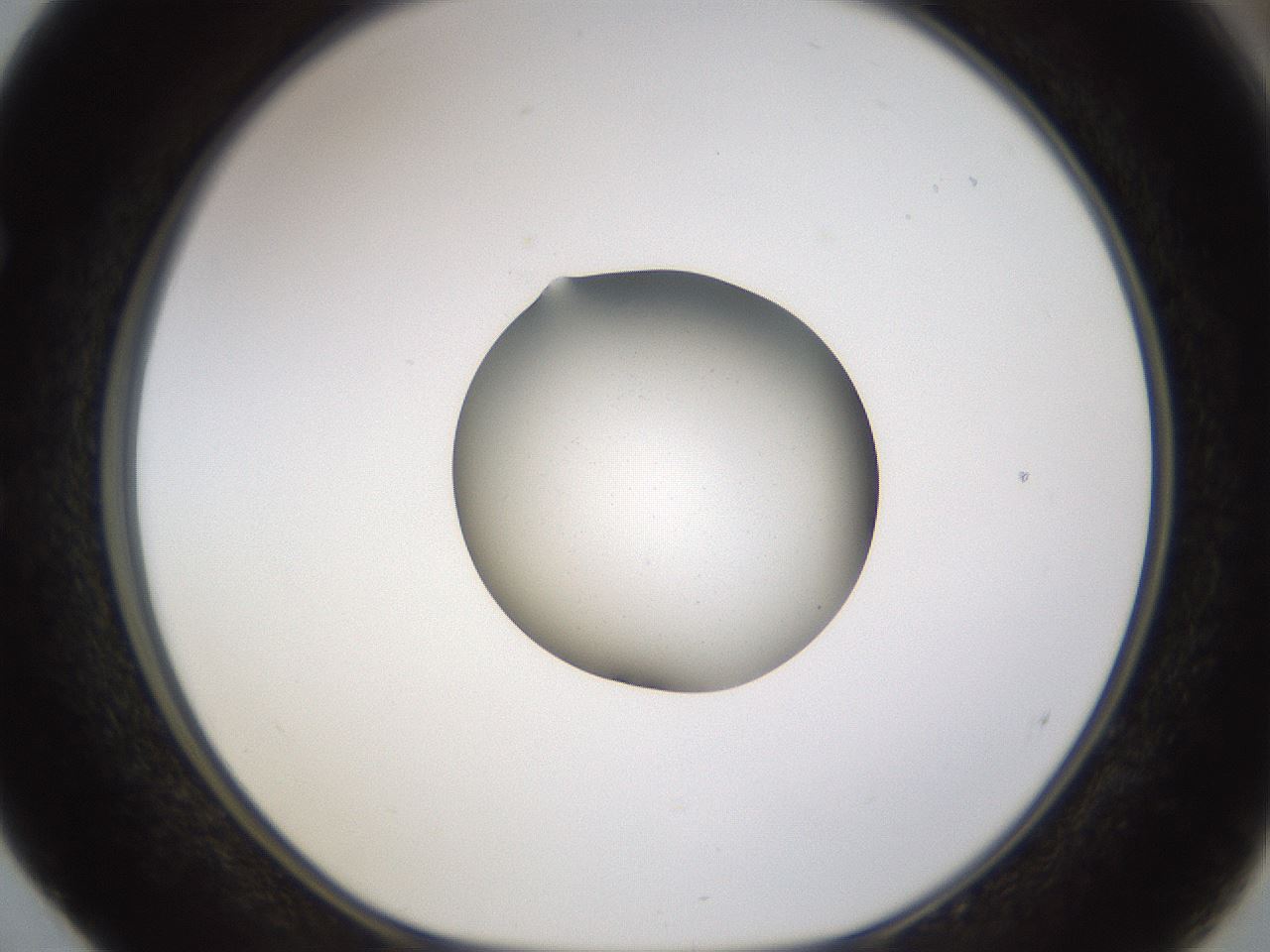 folderID462_plateID1462_batchID5592_wellNum52_profileID1_d1_r92688_ef.jpg