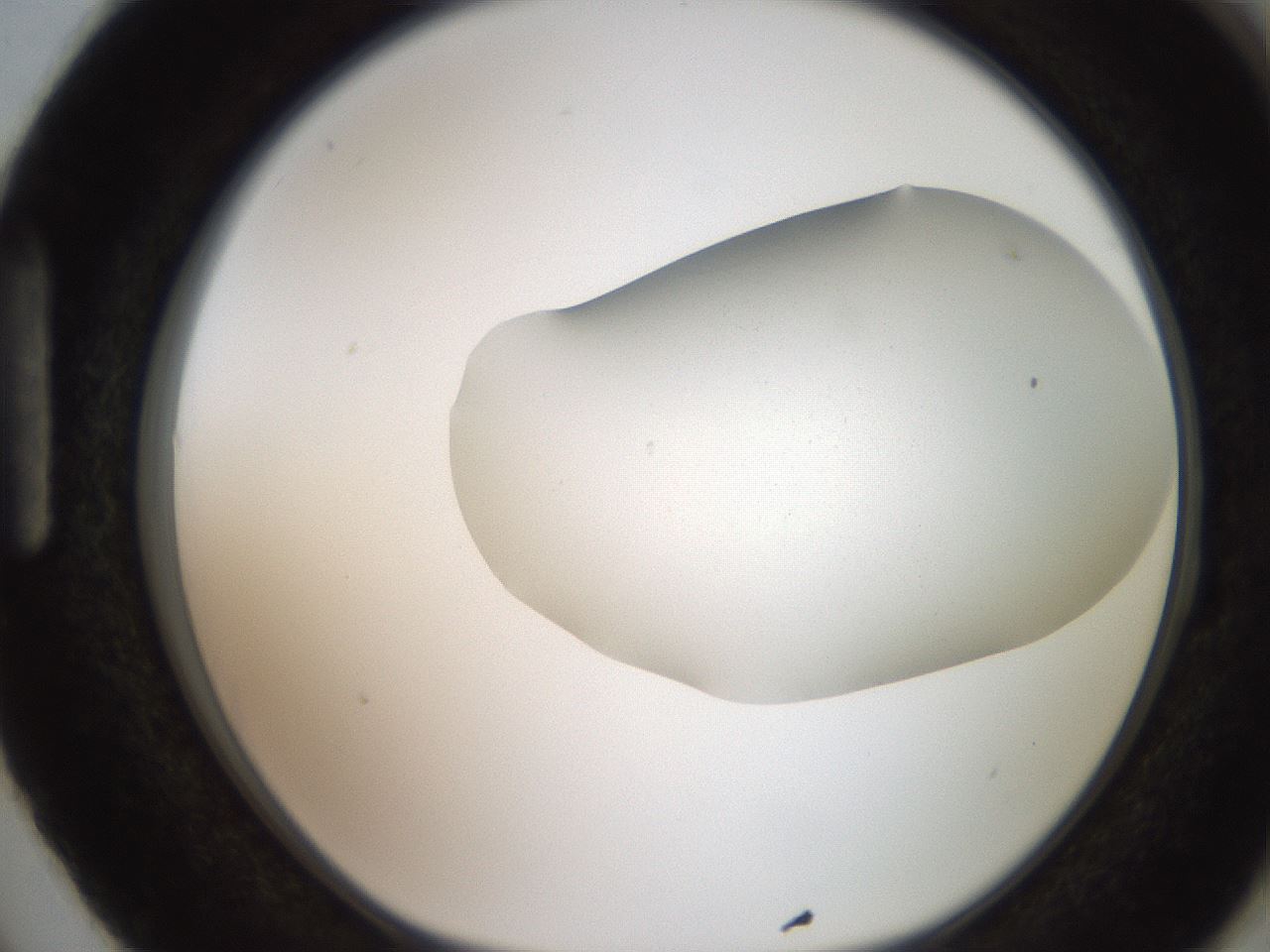folderID206_plateID2206_batchID9998_wellNum87_profileID1_d1_r149923_ef.jpg