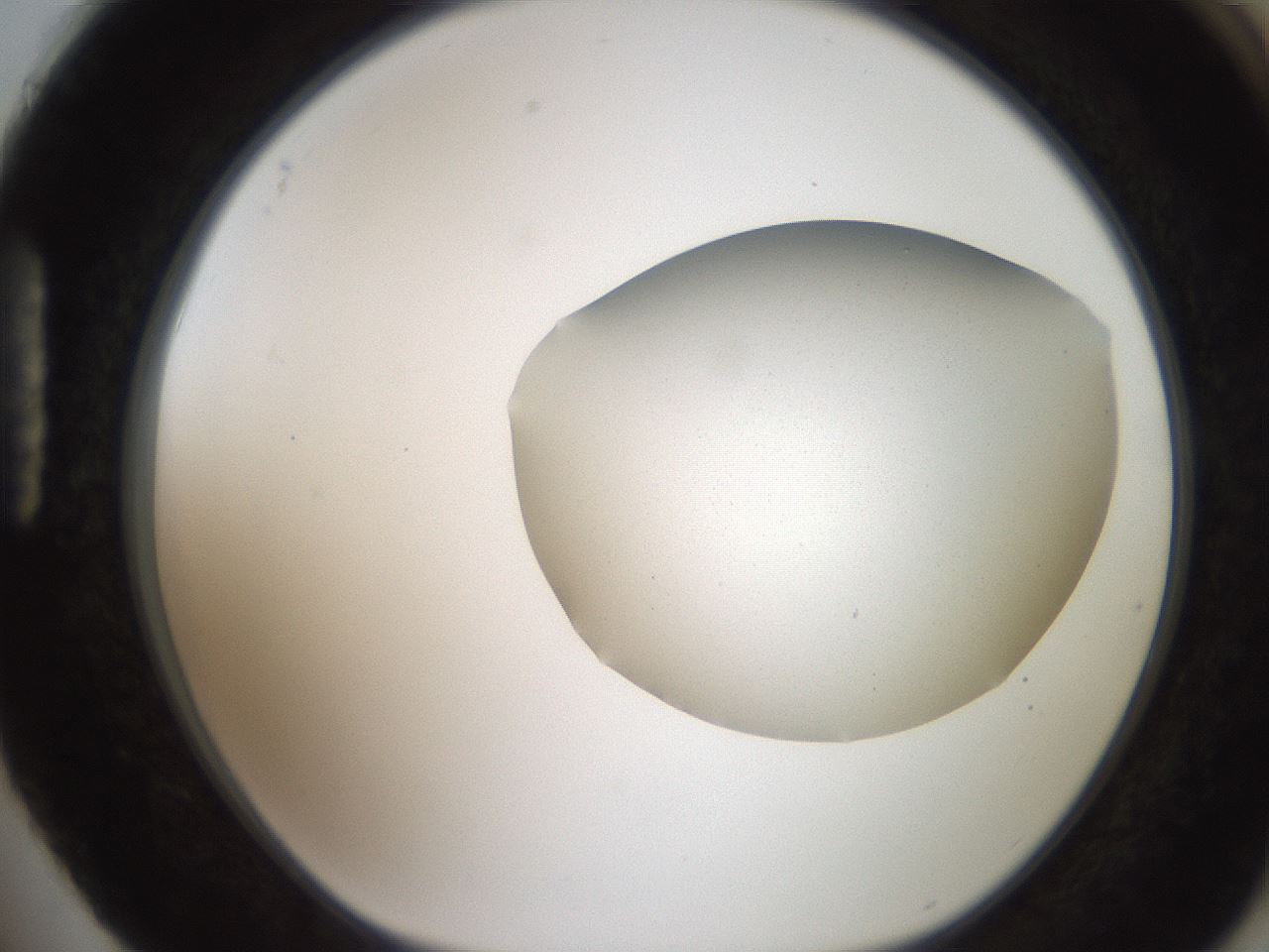 folderID206_plateID2206_batchID9998_wellNum88_profileID1_d1_r149925_ef.jpg