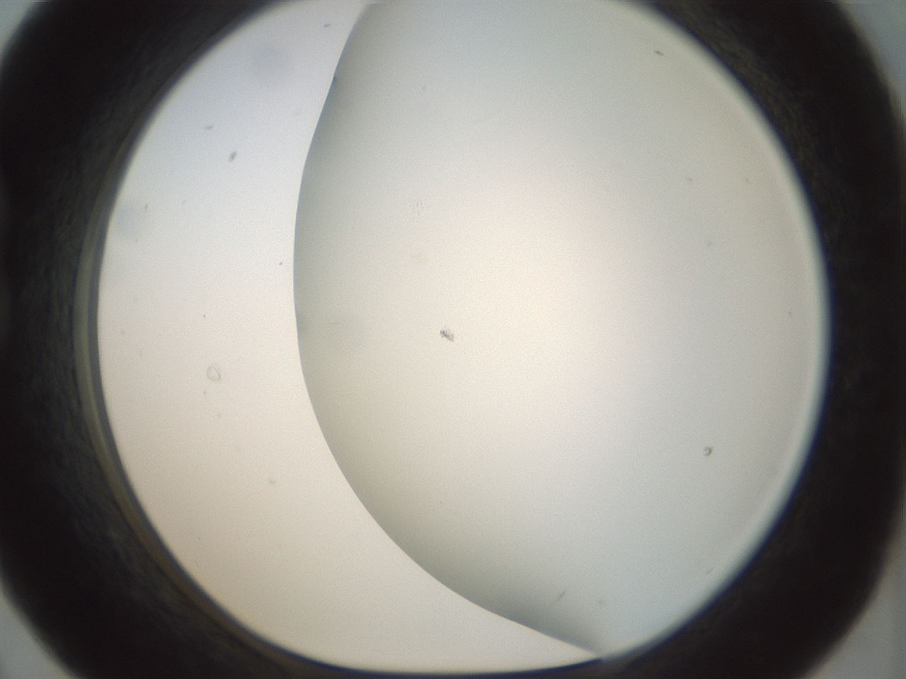 folderID207_plateID1207_batchID3655_wellNum21_profileID1_d1_r67656_ef.jpg