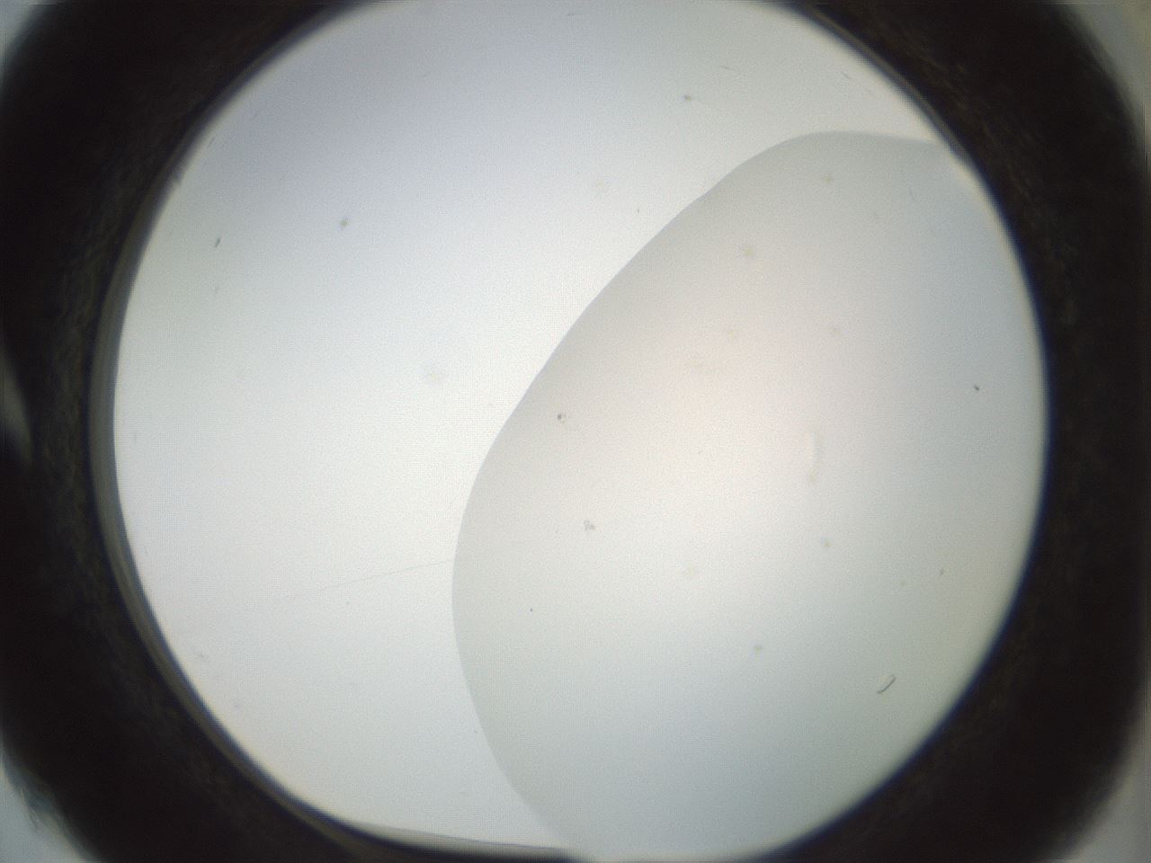 folderID207_plateID1207_batchID3655_wellNum4_profileID1_d1_r67622_ef.jpg