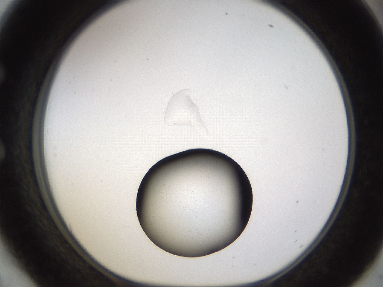 folderID462_plateID1462_batchID5592_wellNum54_profileID1_d1_r92690_ef.jpg