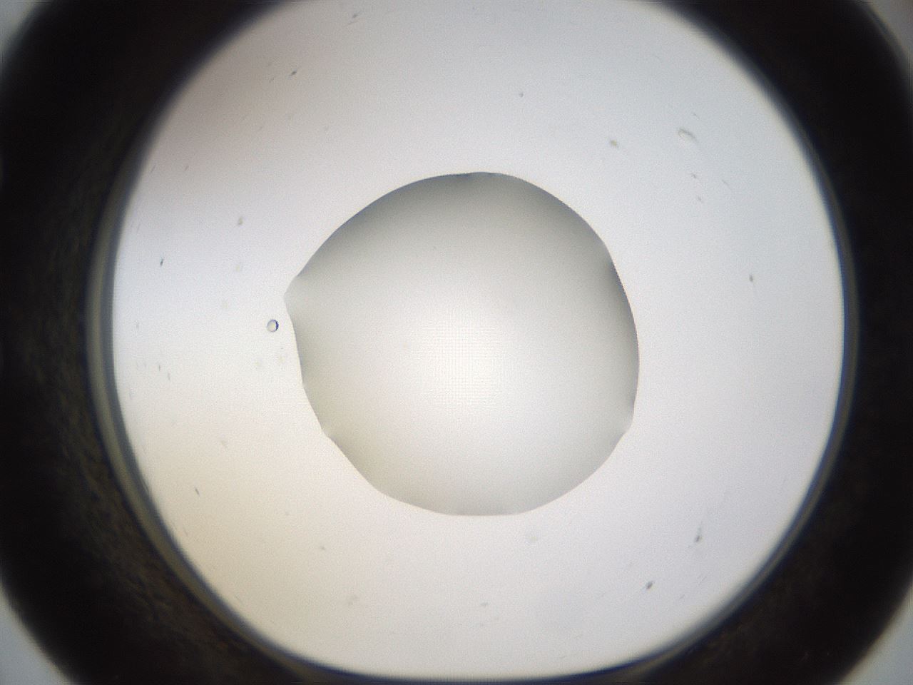 folderID462_plateID1462_batchID5592_wellNum55_profileID1_d1_r92691_ef.jpg