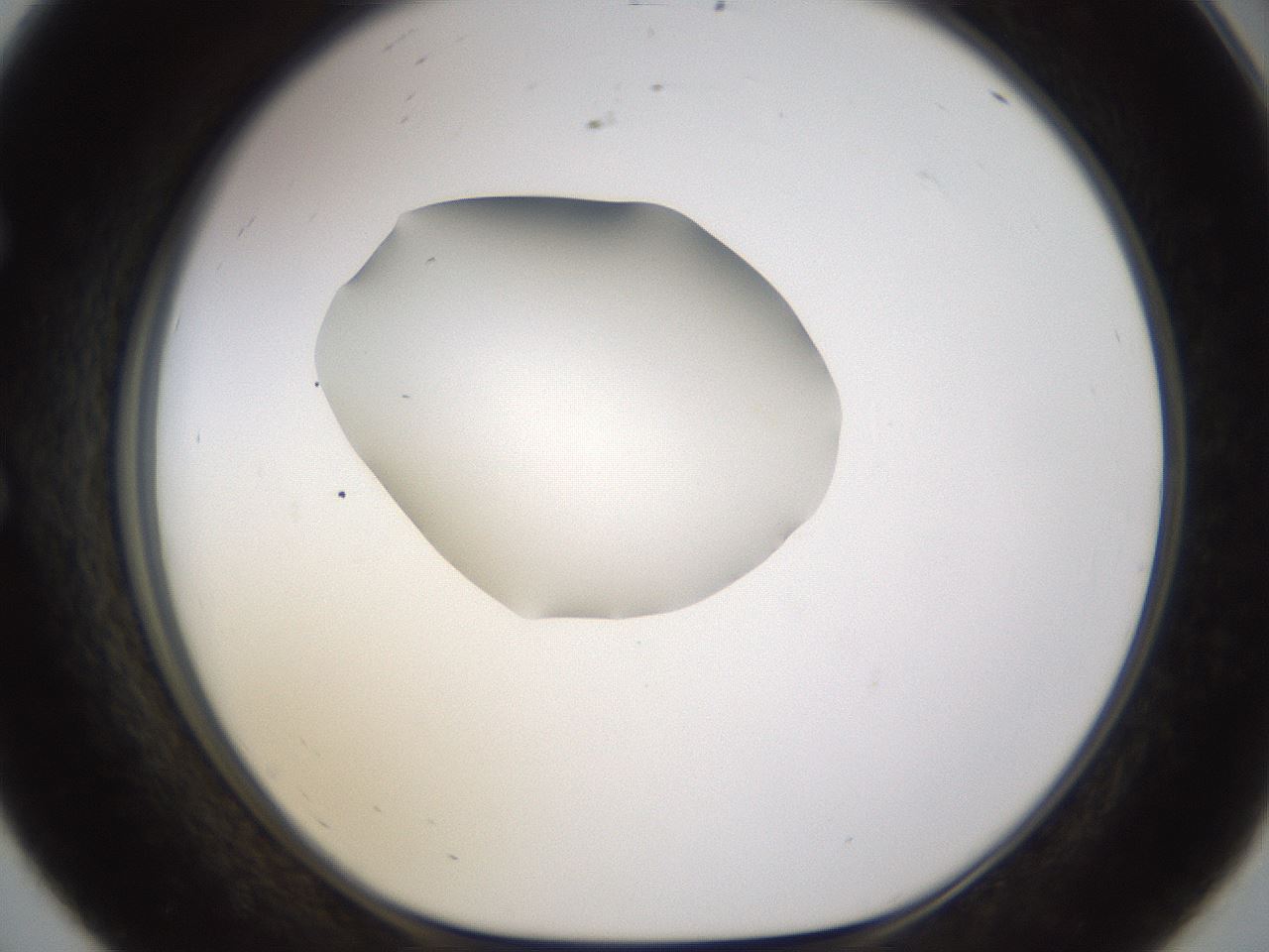 folderID462_plateID1462_batchID5592_wellNum56_profileID1_d1_r92692_ef.jpg