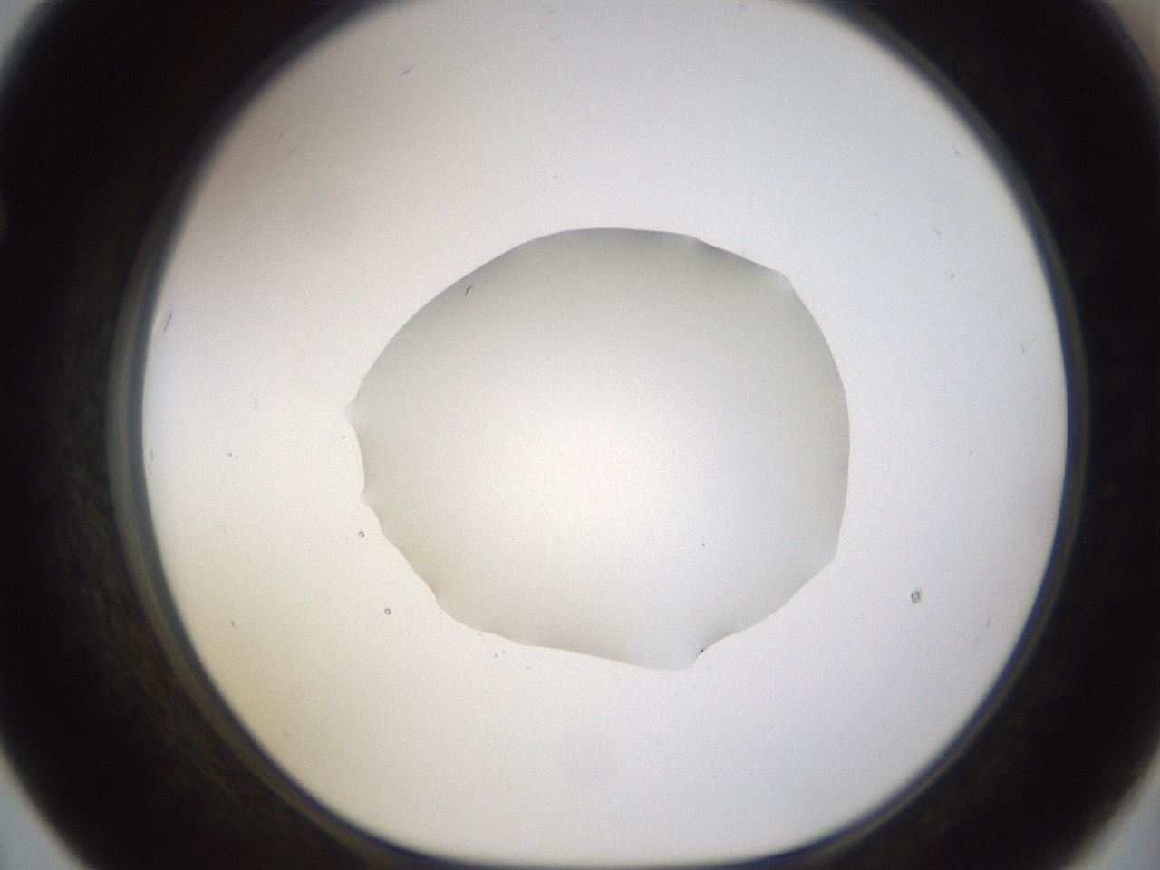 folderID462_plateID1462_batchID5592_wellNum67_profileID1_d1_r92703_ef.jpg