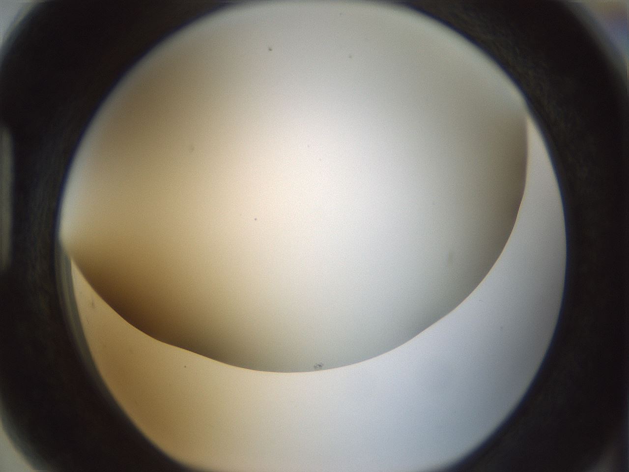 folderID207_plateID1207_batchID3655_wellNum89_profileID1_d1_r67792_ef.jpg