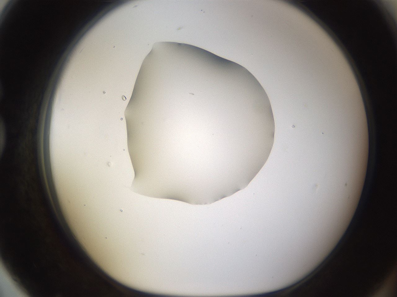 folderID462_plateID1462_batchID5592_wellNum79_profileID1_d1_r92715_ef.jpg