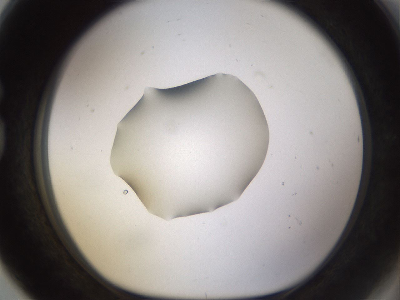 folderID462_plateID1462_batchID5592_wellNum80_profileID1_d1_r92716_ef.jpg