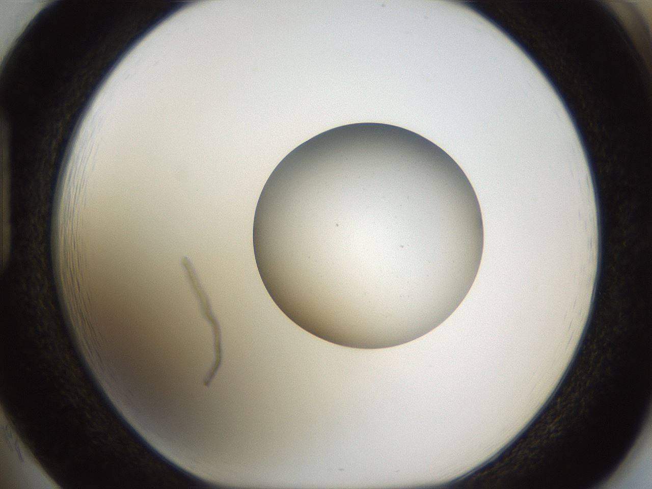 folderID462_plateID1462_batchID5592_wellNum85_profileID1_d1_r92721_ef.jpg