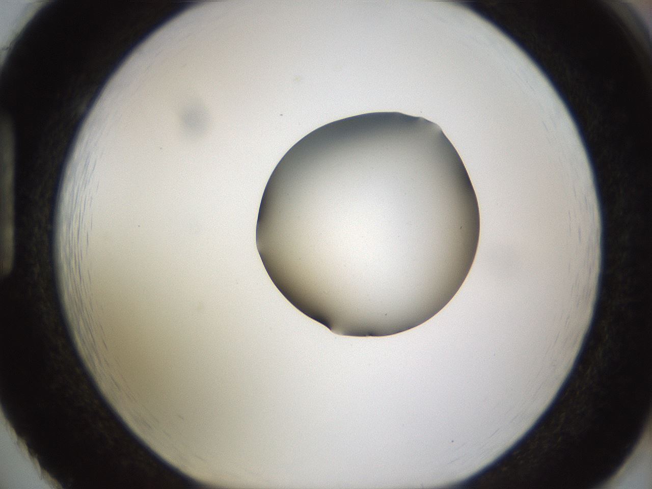folderID462_plateID1462_batchID5592_wellNum86_profileID1_d1_r92722_ef.jpg