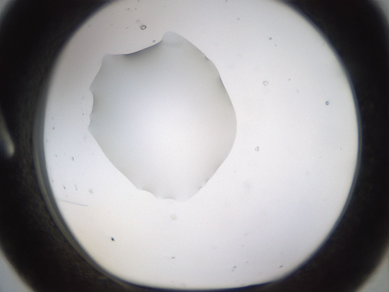 folderID462_plateID1462_batchID5592_wellNum8_profileID1_d1_r92644_ef.jpg
