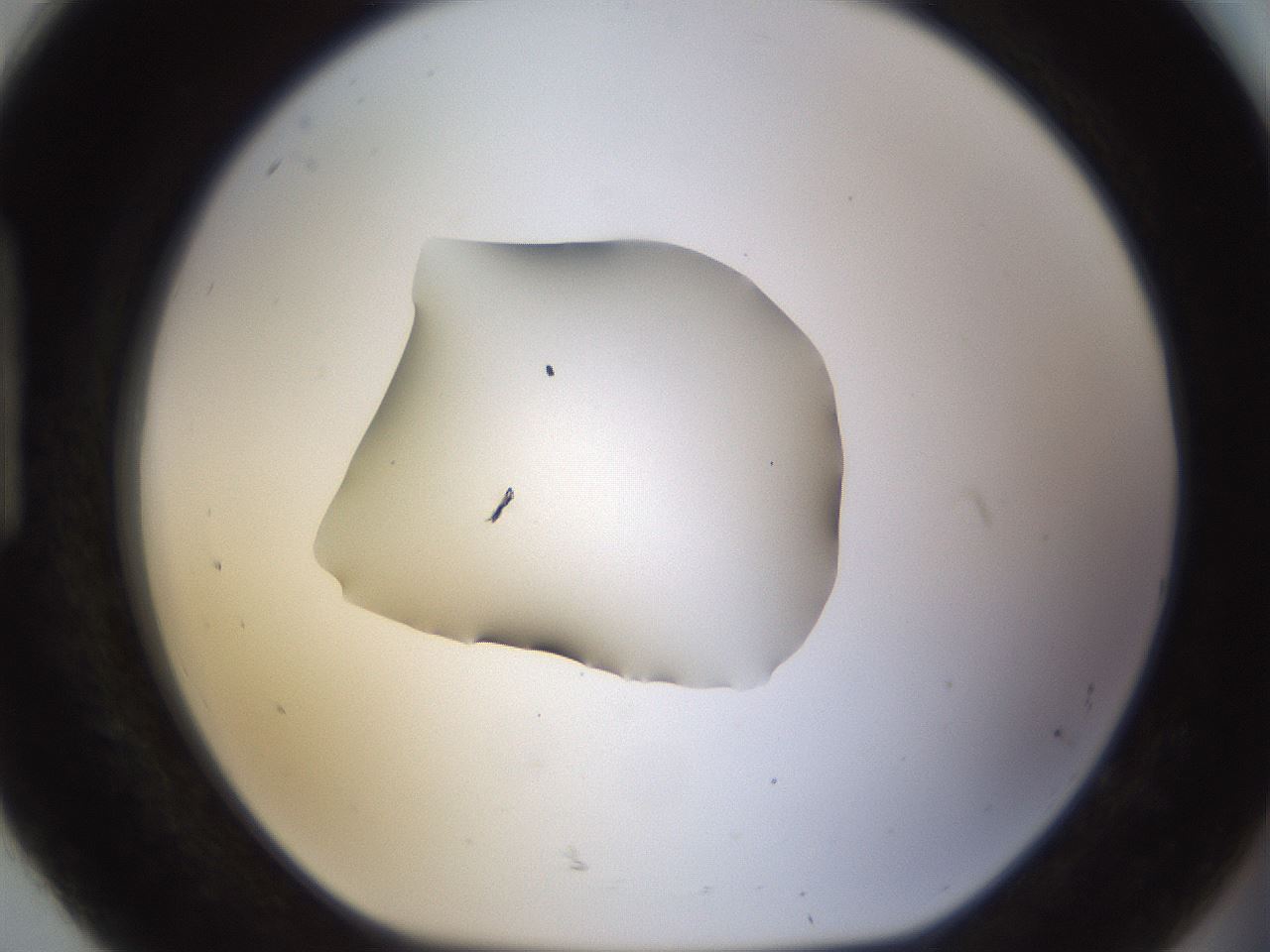 folderID462_plateID1462_batchID5592_wellNum92_profileID1_d1_r92728_ef.jpg