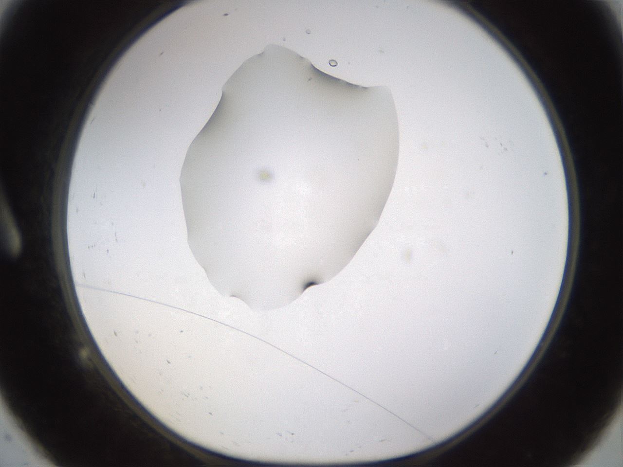folderID462_plateID1462_batchID5592_wellNum9_profileID1_d1_r92645_ef.jpg