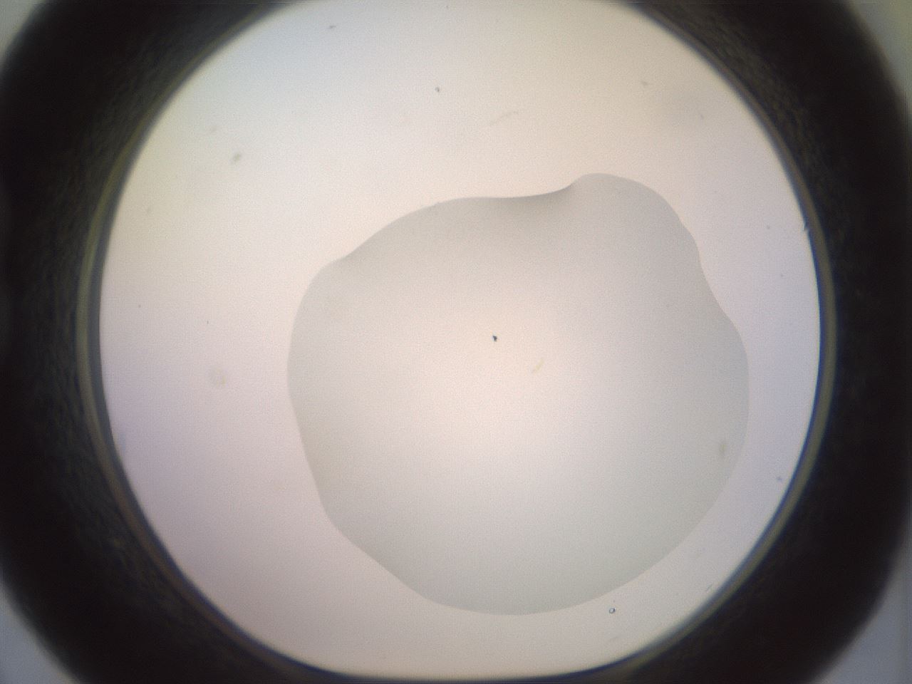 folderID463_plateID2463_batchID12054_wellNum21_profileID1_d1_r186736_ef.jpg