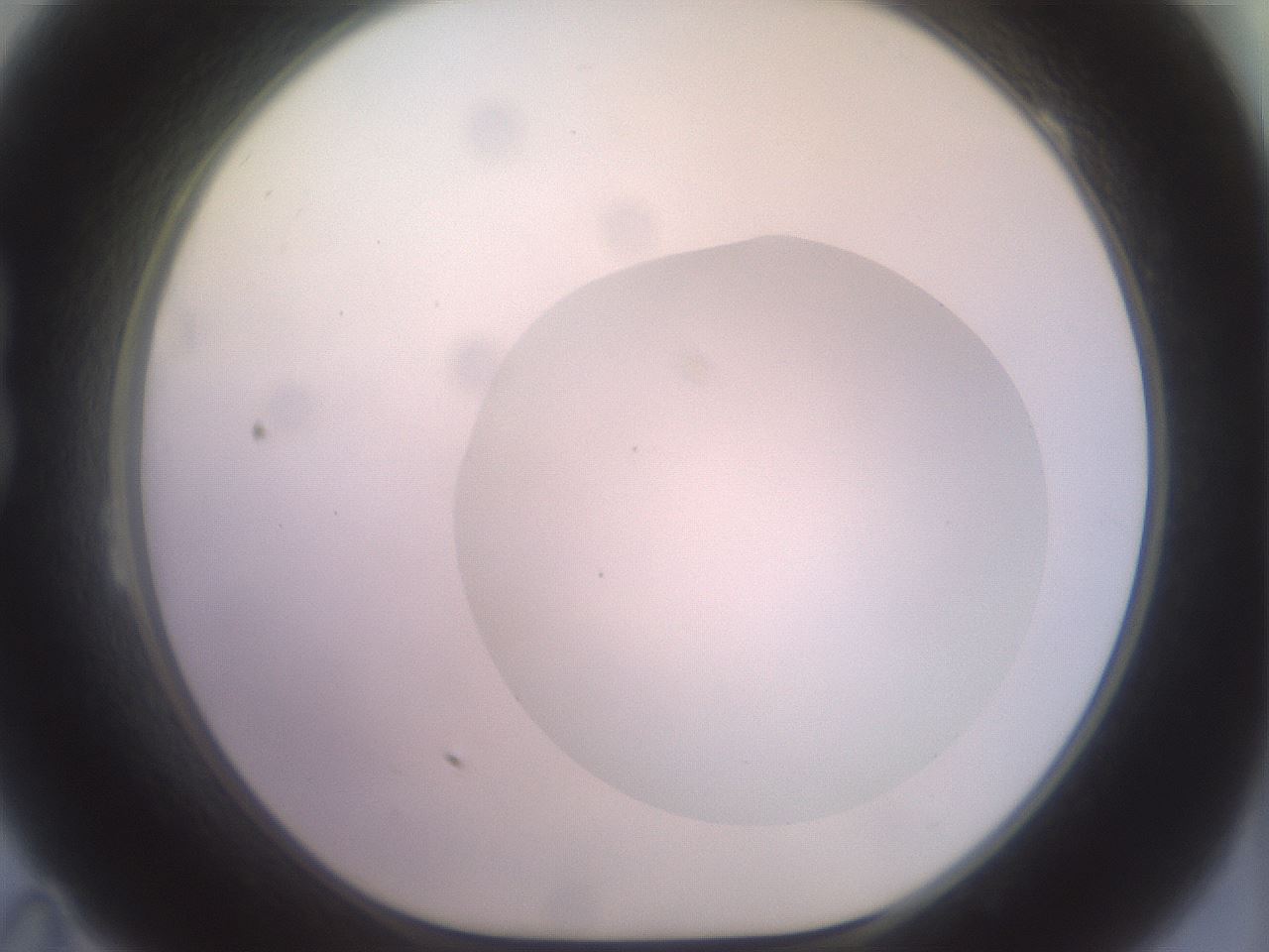 folderID463_plateID2463_batchID12054_wellNum23_profileID1_d1_r186738_ef.jpg