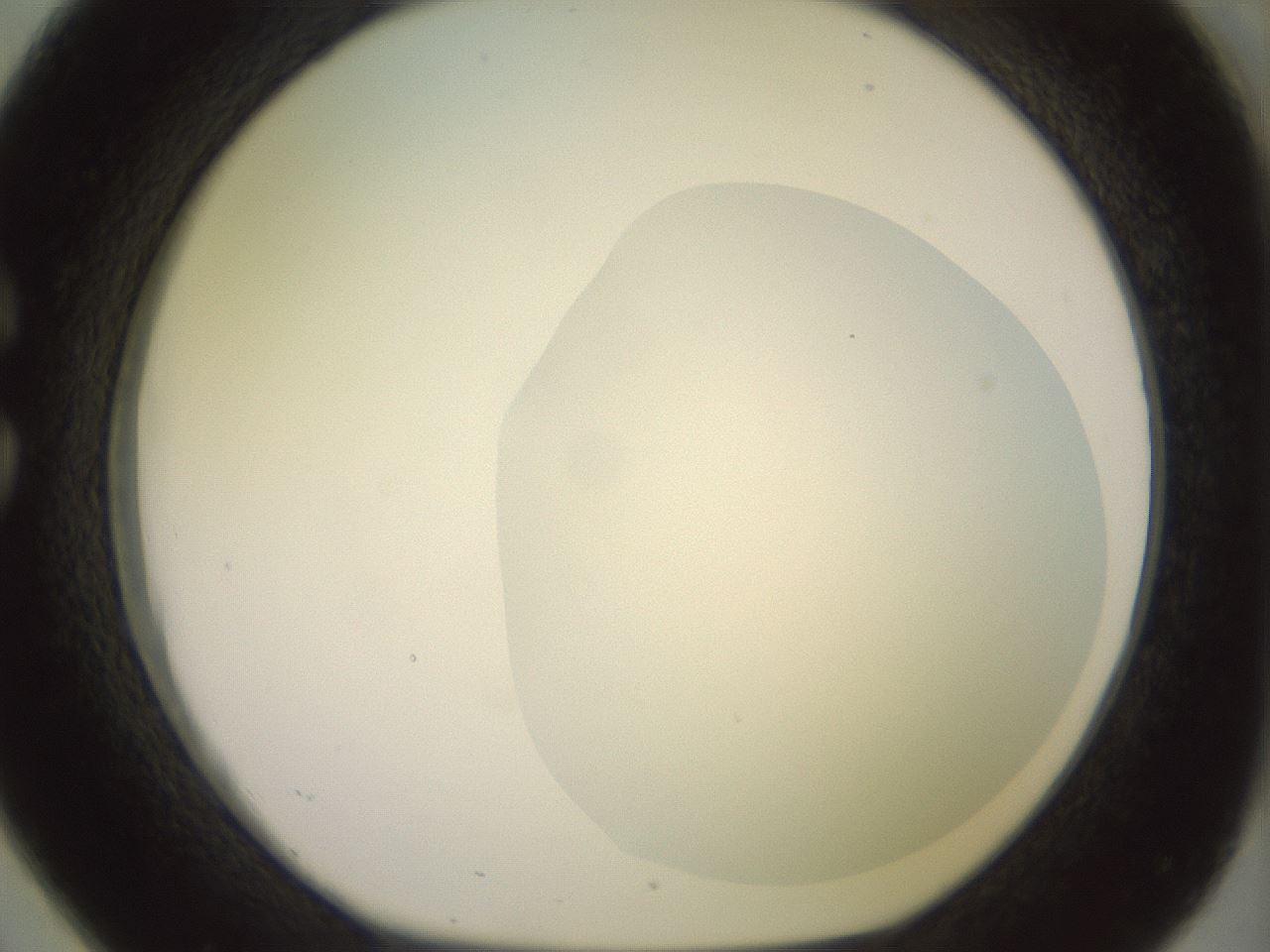 folderID463_plateID2463_batchID12054_wellNum26_profileID1_d1_r186741_ef.jpg