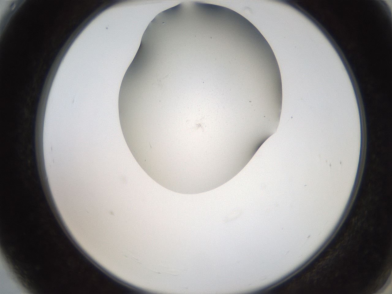 folderID207_plateID2207_batchID10014_wellNum4_profileID1_d2_r150142_ef.jpg