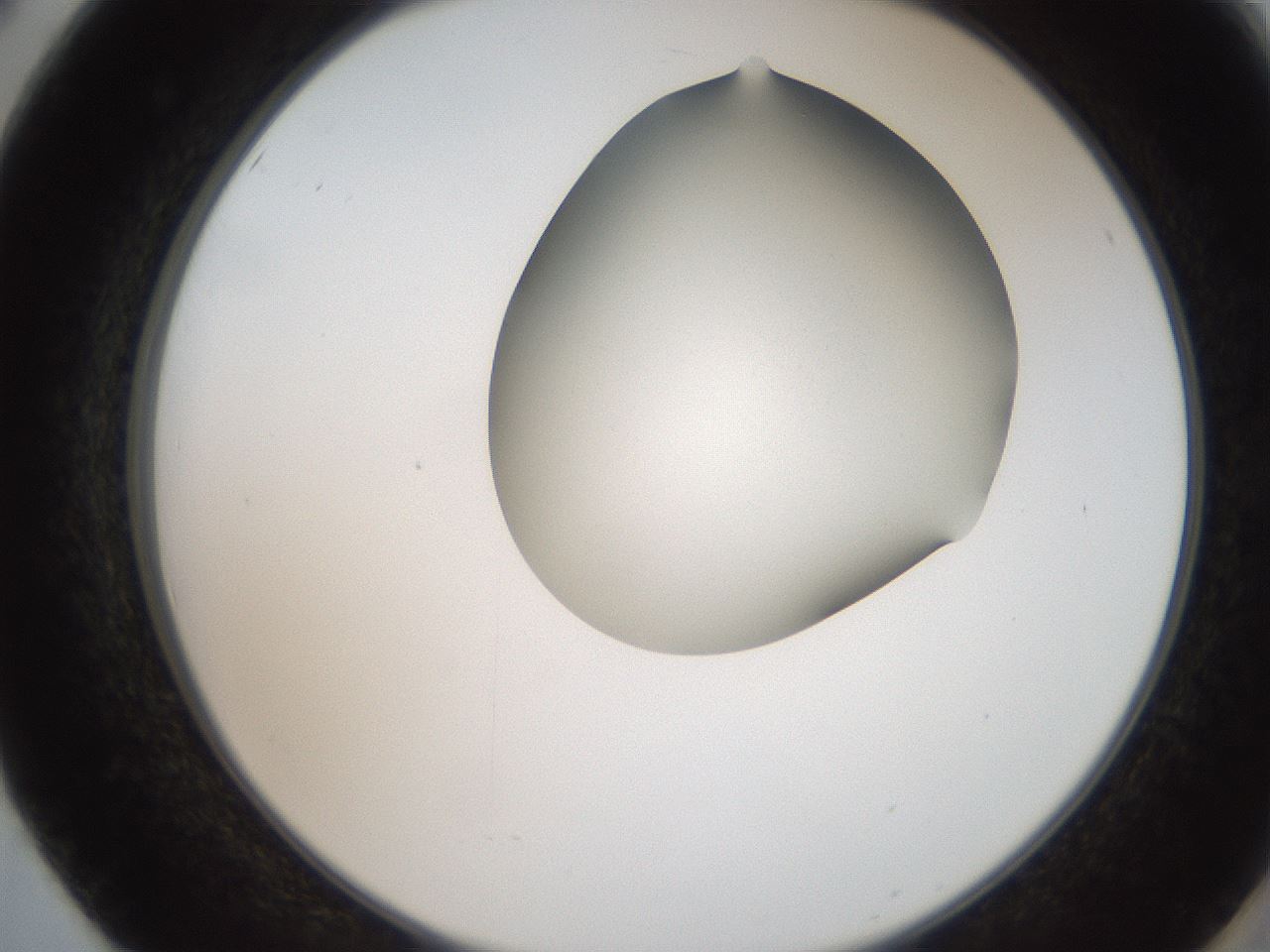 folderID207_plateID2207_batchID10014_wellNum50_profileID1_d2_r150234_ef.jpg