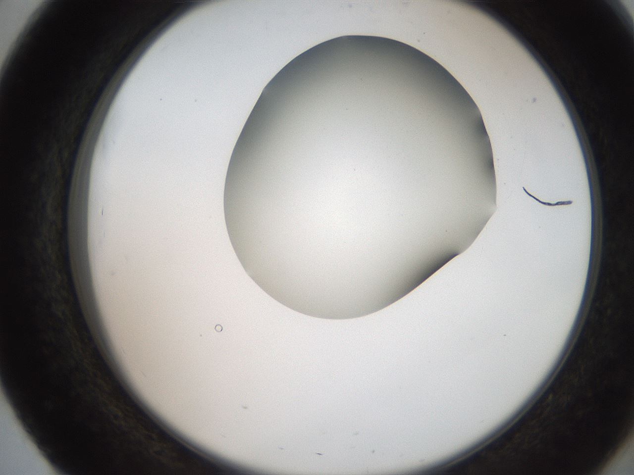 folderID207_plateID2207_batchID10014_wellNum51_profileID1_d2_r150236_ef.jpg