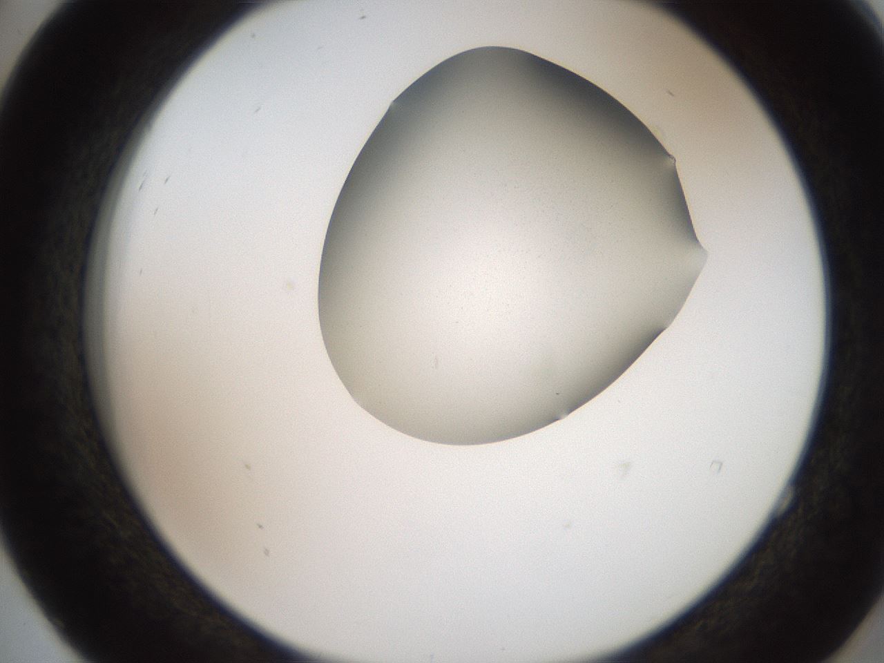 folderID207_plateID2207_batchID10014_wellNum52_profileID1_d2_r150238_ef.jpg