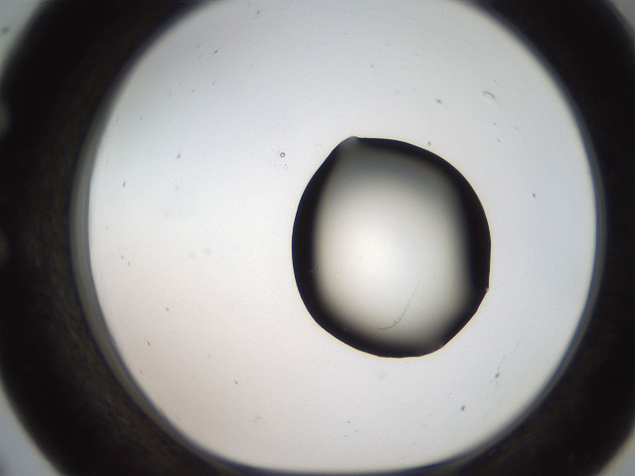 folderID207_plateID2207_batchID10014_wellNum55_profileID1_d1_r150243_ef.jpg