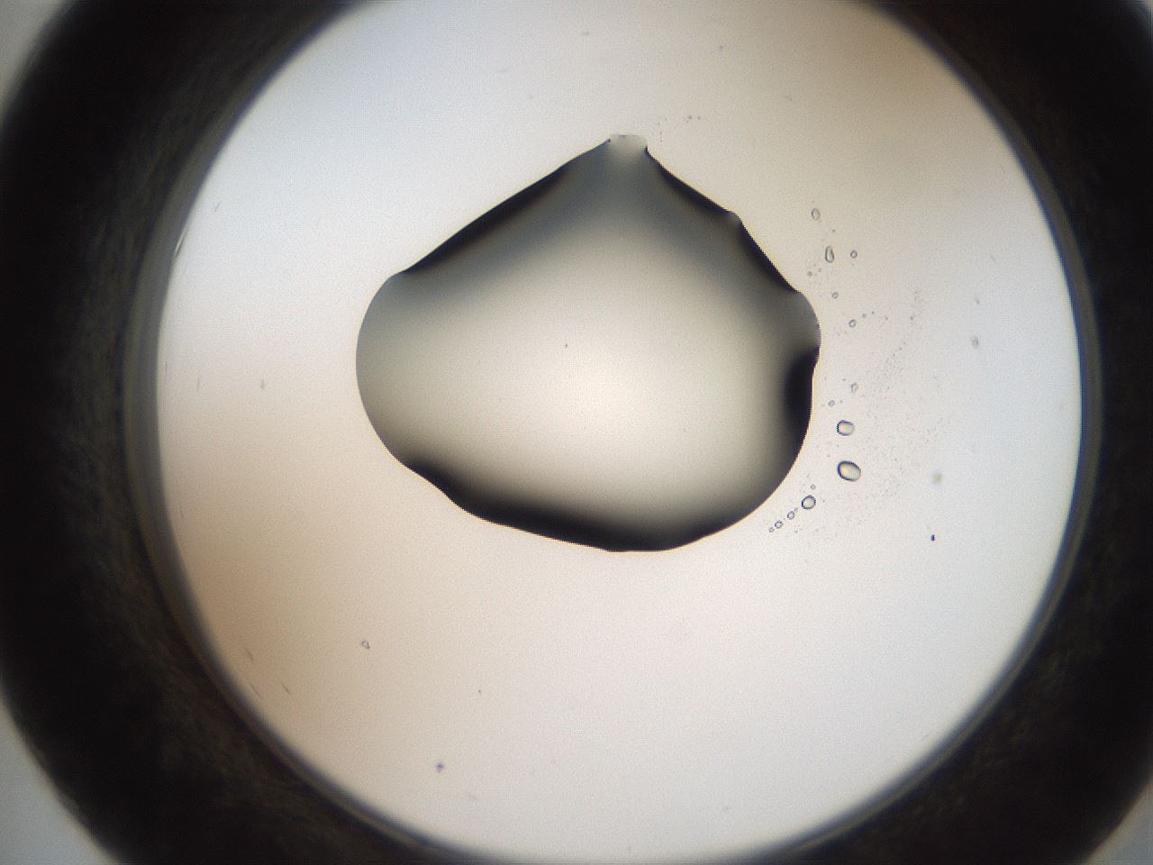 folderID207_plateID2207_batchID10014_wellNum55_profileID1_d2_r150244_ef.jpg
