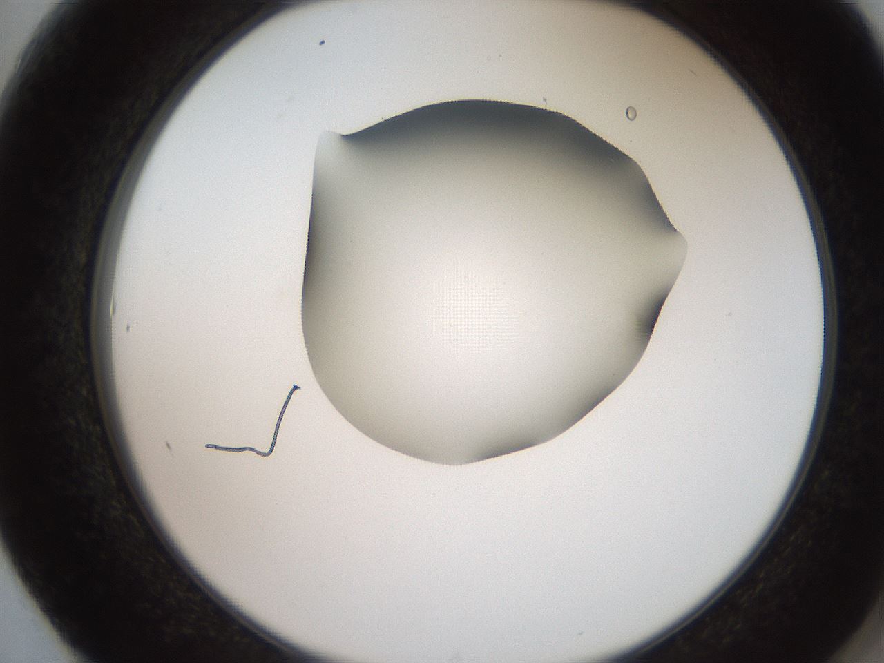 folderID207_plateID2207_batchID10014_wellNum61_profileID1_d2_r150256_ef.jpg