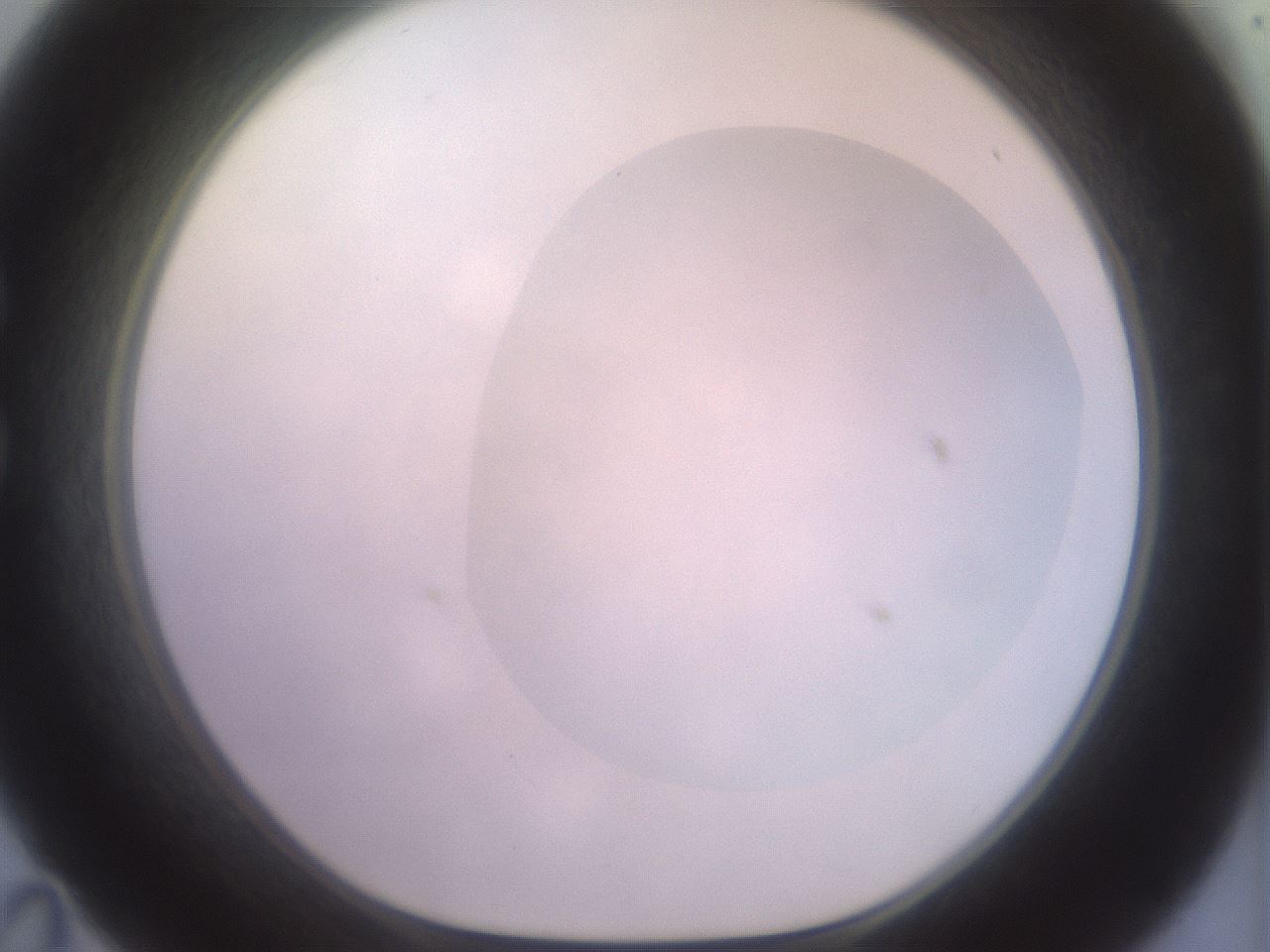 folderID463_plateID2463_batchID12054_wellNum35_profileID1_d1_r186750_ef.jpg