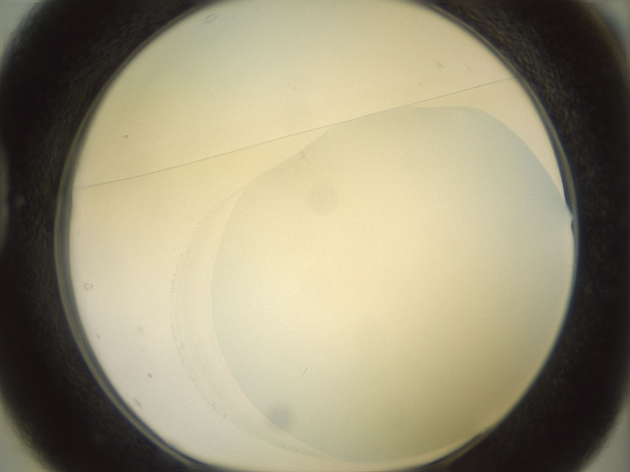 folderID463_plateID2463_batchID12054_wellNum37_profileID1_d1_r186752_ef.jpg